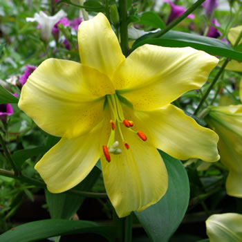 Lilium Early Yellow